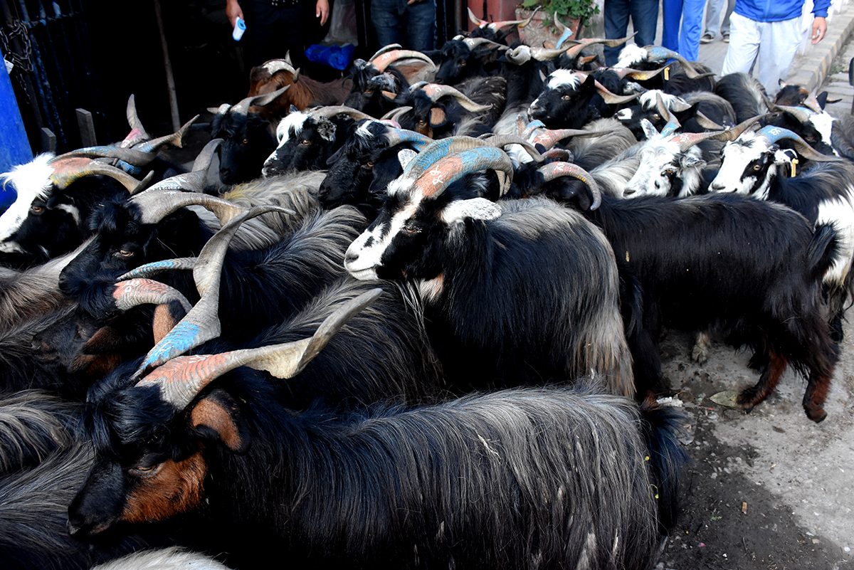 खसीबोकाको मूल्य बढ्यो, दसैंमा च्यांग्रा अभाव हुने