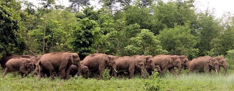 कञ्चनपुरमा जंगली हात्तीको बथानले सामुदायिक वनको भवन भत्कायो