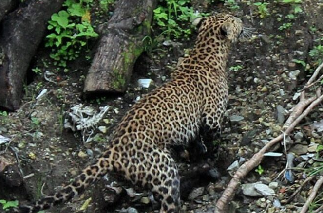चितुवाको आक्रमण बढेपछि रातको समयमा घरगोठ उज्यालो राख्न आग्रह