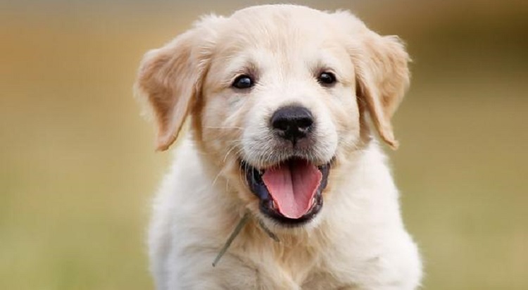 दर्ता गरेर मात्रै कुकुर पाल्न पाइने