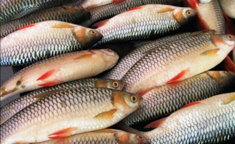 चितवन माछामा आत्मनिर्भर