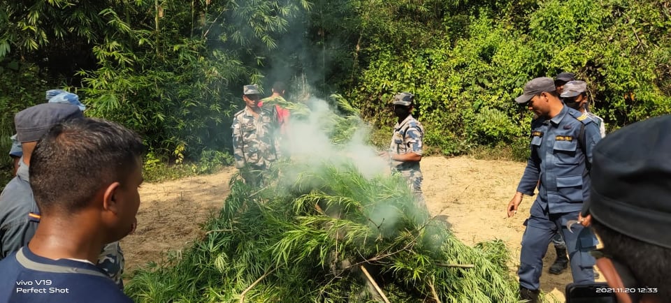 प्रहरीलाई झुक्याएर लगाएको ५० हजारभन्दा बढी गाँजाको बोट फडानी