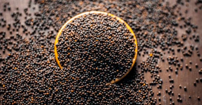 दाङमा यसवर्ष तोरी उत्पादनमा वृद्धि