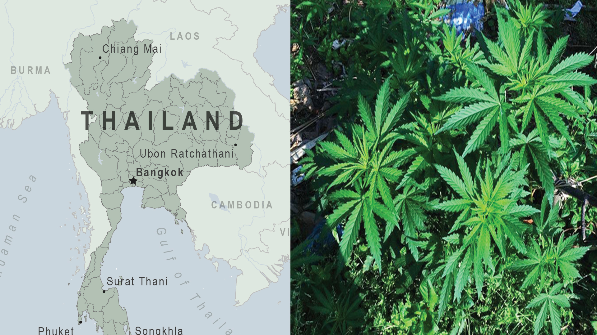 गाँजा खुल्ला गर्ने पहिलो एशियाली देश बन्यो थाइल्याण्ड
