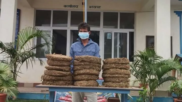 विराटनगर गाँजा तस्करीको सजिलो ‘ट्रान्जिट’ बन्दै