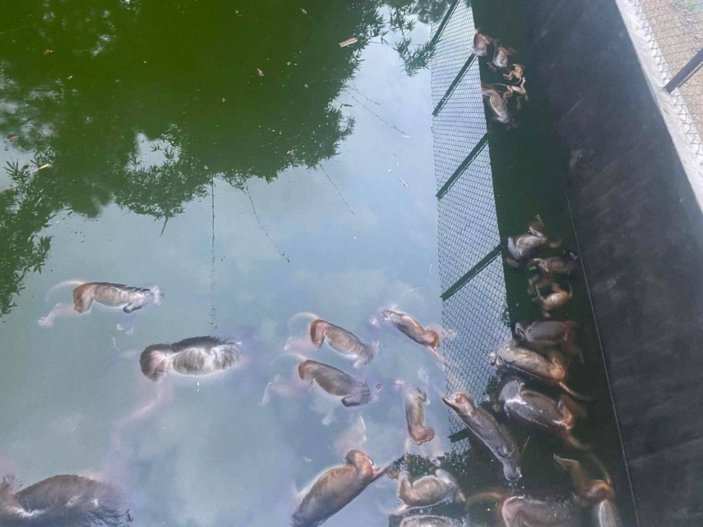 एउटै पोखरीमा डुबेर २७ बाँदर मरे