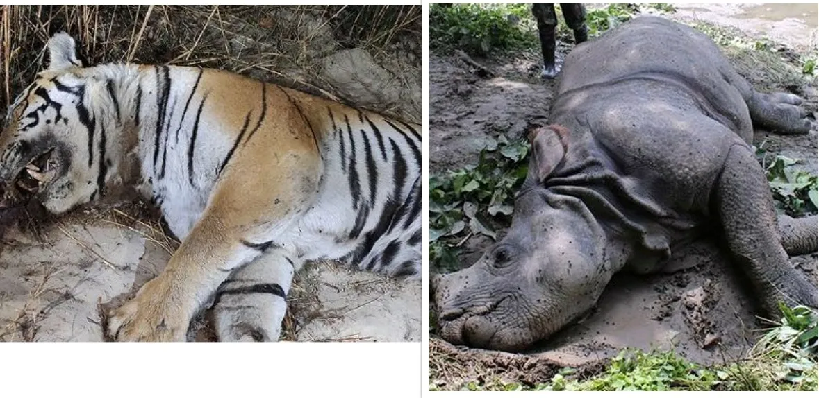 चितवन राष्ट्रिय निकुञ्जमा पाटे बाघ र गैंडा मृत अवस्थामा फेला