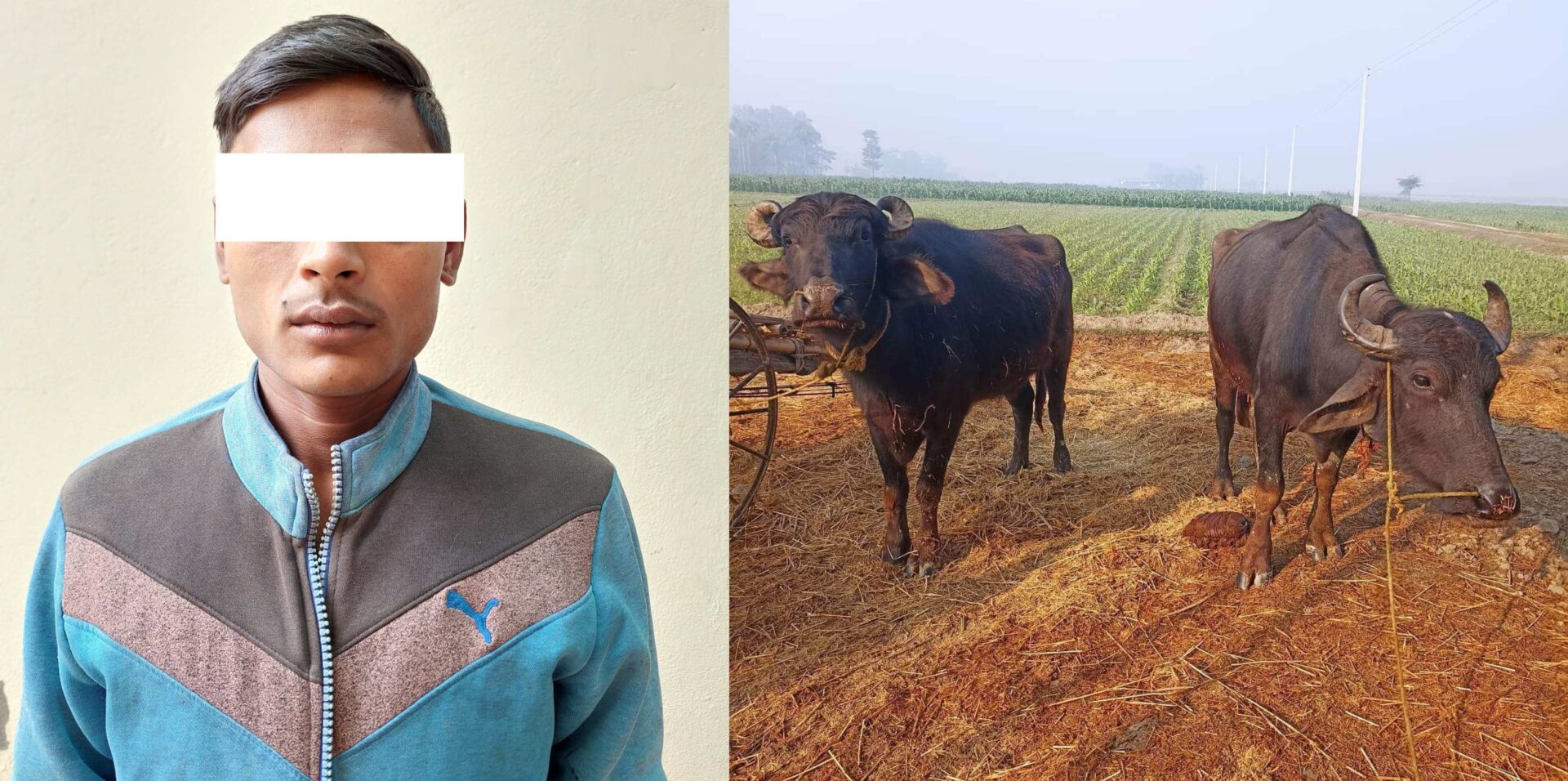 झापामा गोठमा बाँधेका २ राँगा चोर्ने भारतीय नागरिक पक्राउ