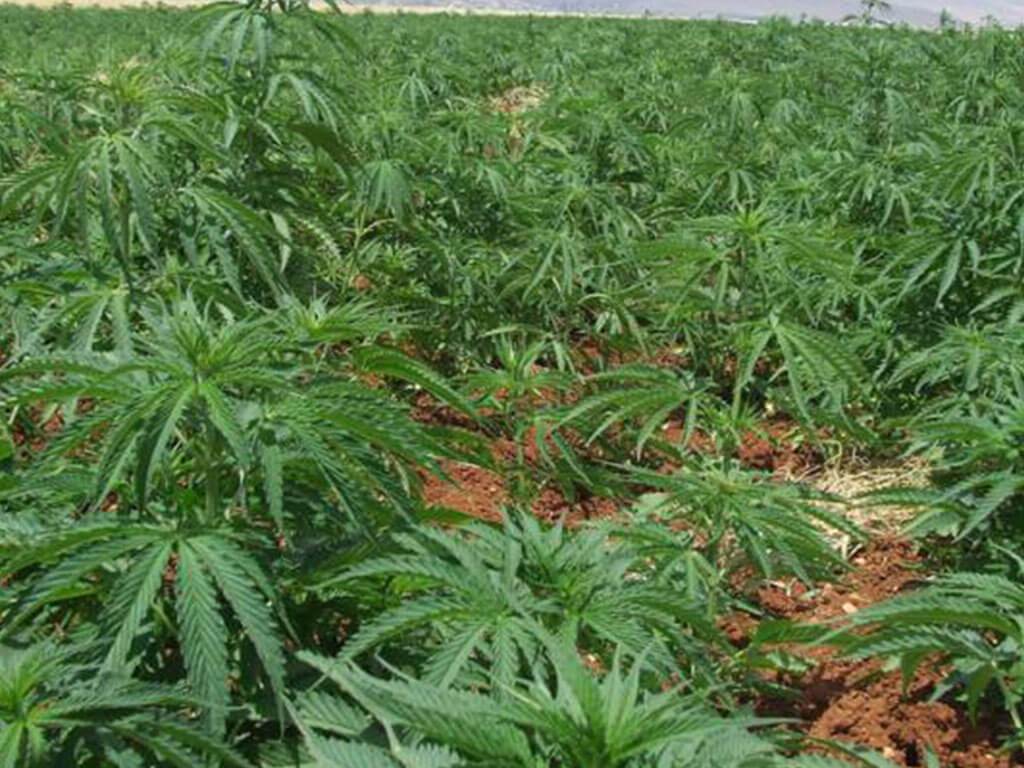 गण्डकी प्रदेश सरकारले गाँजा खेतीको सम्भावना अध्ययन गर्ने