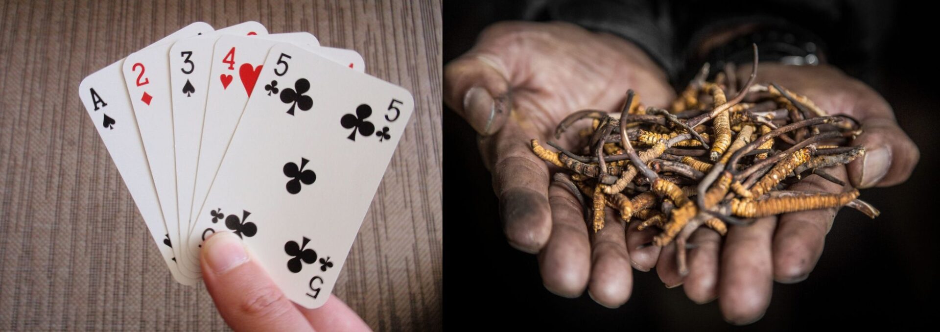 २ महिनामा यार्सागुम्बा बेचेर ३८ करोड/ साढे ६ करोडको तास आयात