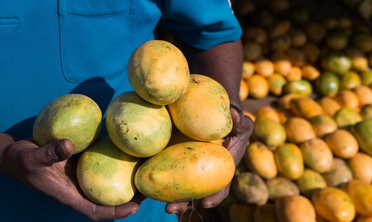 आँप बेचेरै भारतले ५ महिनामा कमायो ४७.९८ मिलियन