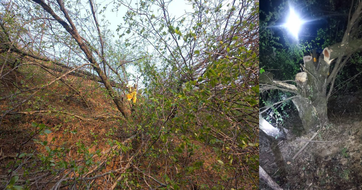 करोडौं पर्ने बुद्धचित्तको रुख काटेर ४ वटा बम, कसले राख्यो ?