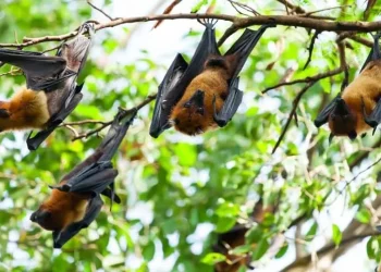 चीनमा चमेरोमा भेटियो कारोना,मान्छे सर्ने संभावना उच्च