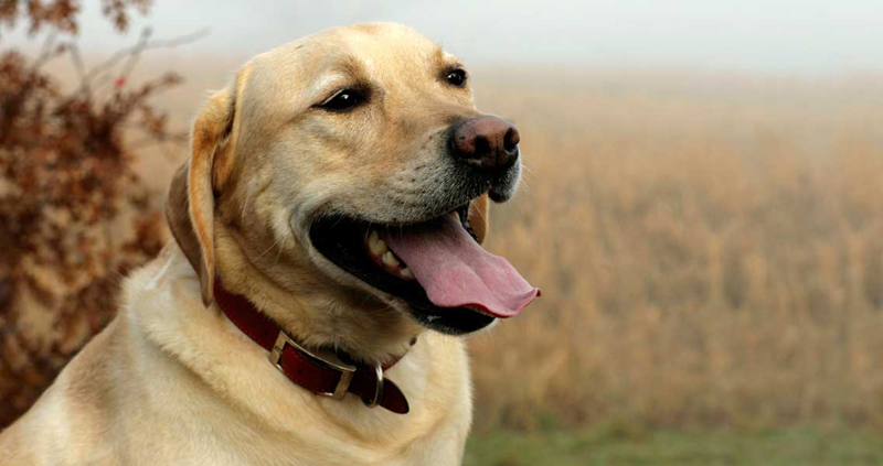 बार्षिक १० लाख कुकुरकाे मासु खाने गरिएको दक्षिण कोरियामा कुकुर मार्न बन्देज