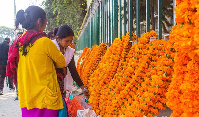 तिहार सुरु भएसँगै सयपत्रीको बिक्री वितरण बढ्यो