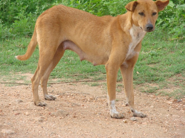 प्रधानमन्त्री निवासका २१ वटा कुकुरको बन्ध्याकरण