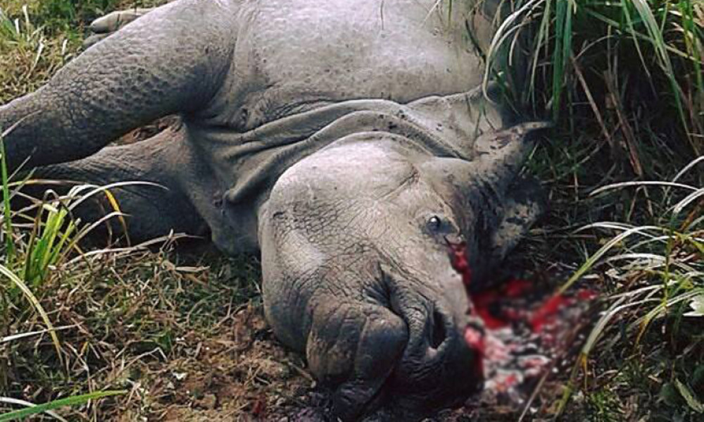 चितवनमा ६ महिना नपुग्दै २१ गैँडा मरे