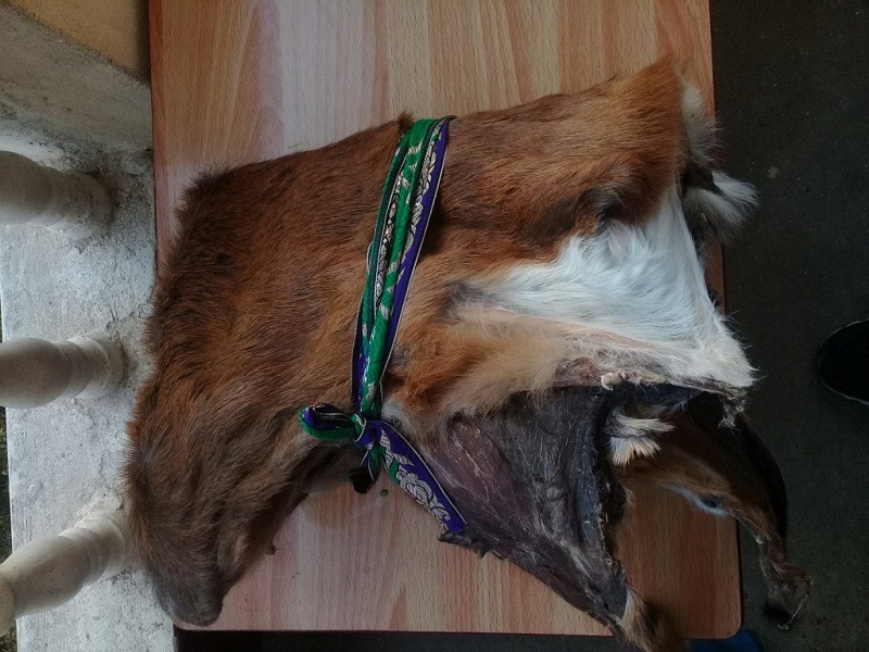 मृगको छालासहित १ जना पक्राउ