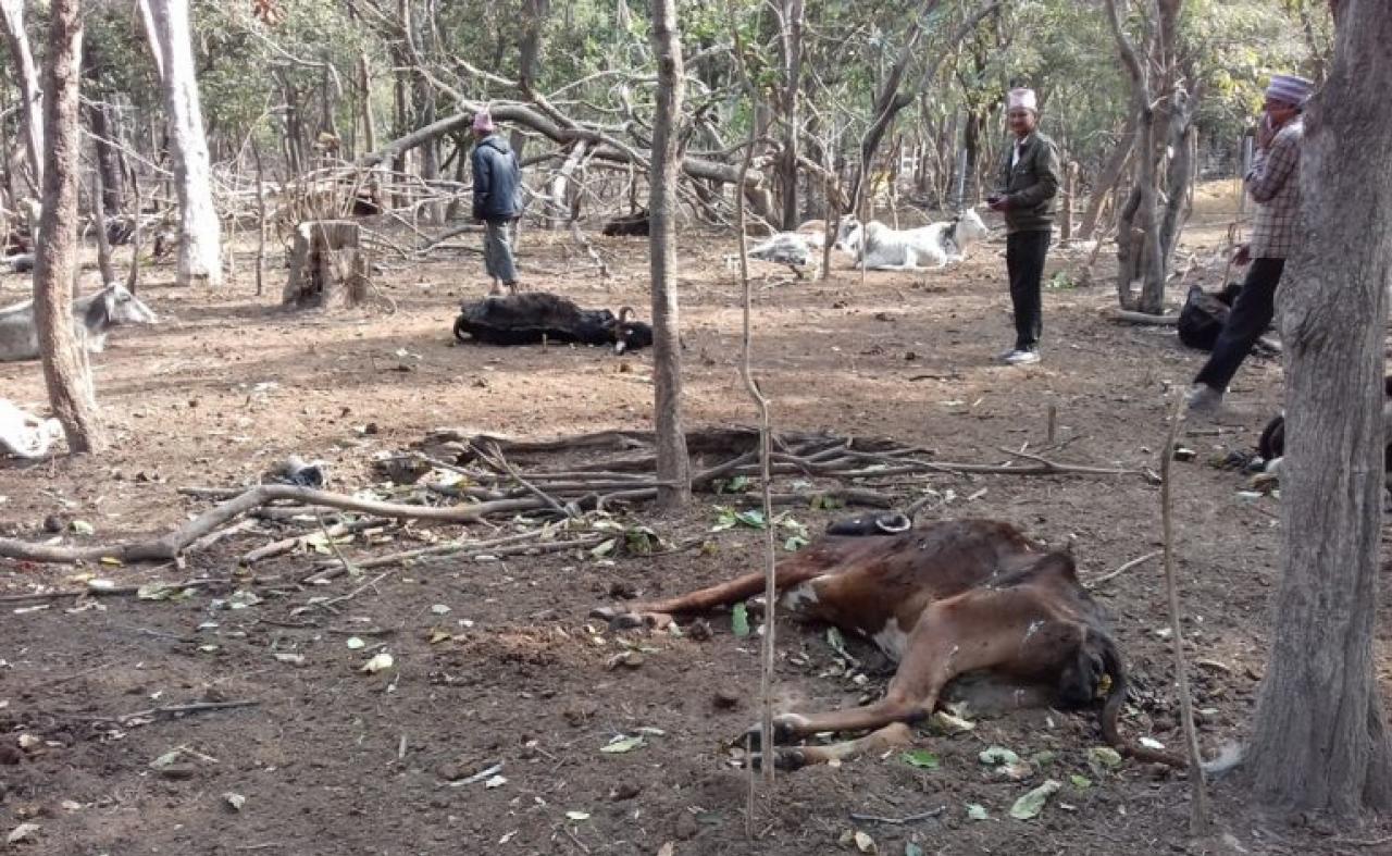 सयौँ गाई मृत फेला