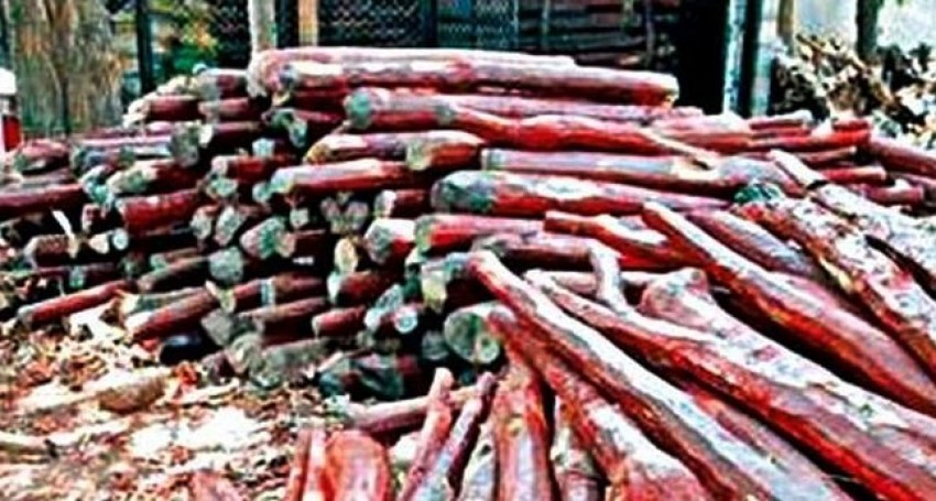 नेपालमा बरामद भएका अढाइ लाख किलो रक्तचन्दन भारतले फिर्ता नलगेपछि…