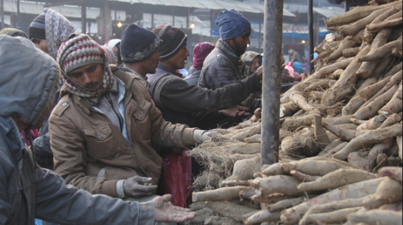 तरुलको आयात पनि भारतबाटै, उपत्यकाभित्र एक सातामा करिब २० करोडको तरुल बिक्री
