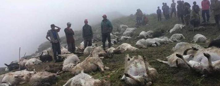चट्याङ लागेर एकै ठाउँमा चरिरहेका ५२ भेडा मरे