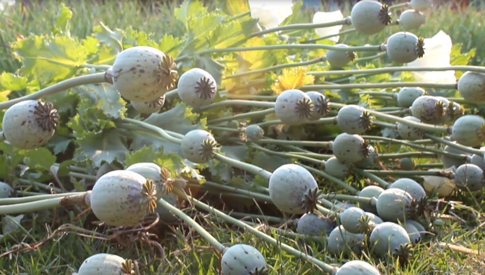 मोरङमा डेढ कट्ठामा लगाइएको अवैध अफिम खेती नष्ट