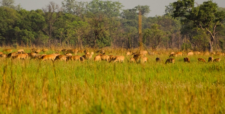 पर्सा राष्ट्रिय निकुञ्जको सुरक्षामा सीसी क्यामेरा
