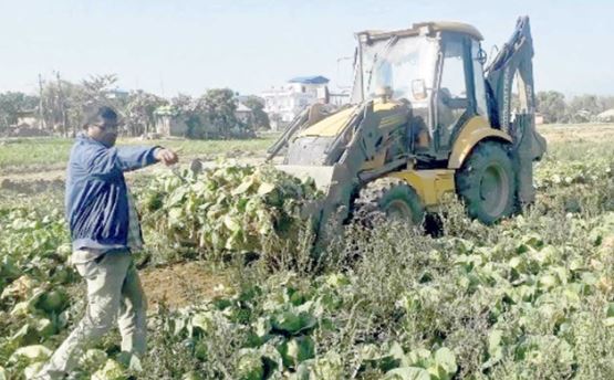 चितवनका किसानद्वारा ट्याक्टरले जोतेर बन्दाकोभी नष्ट