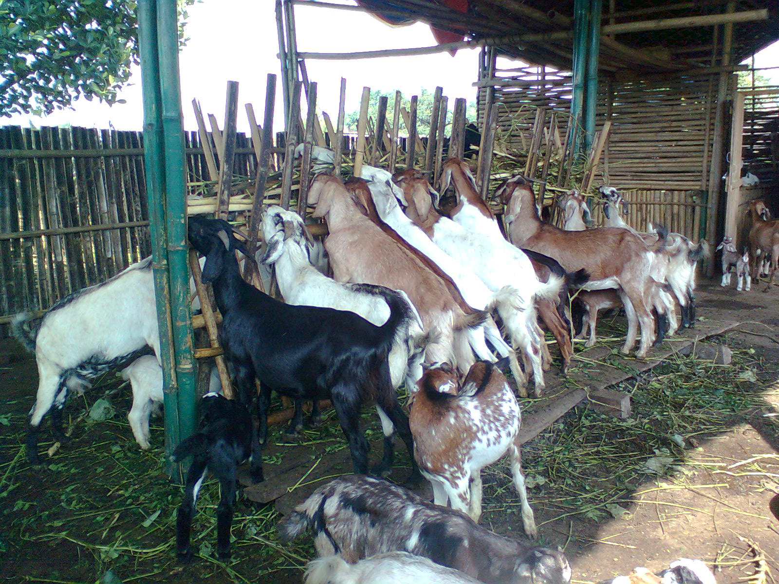 सिङ्गो गाउँ बाख्रापालनमा,एक घर बराबर घटीमा १० र बढी ७० वटासम्म बाख्रा