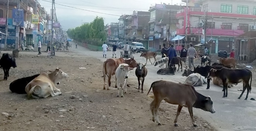 काठमाडौँका छाडा गाईभैँसीको कानमा महानगरपालिकाले विद्युतीय ट्यागिङ उपकरण जडान गर्दै