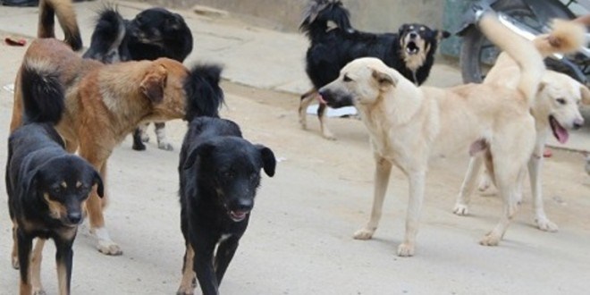 ६ महिनाभित्र काठमाडौंका १४ हजार कुकुरको बन्ध्याकरण गरिने