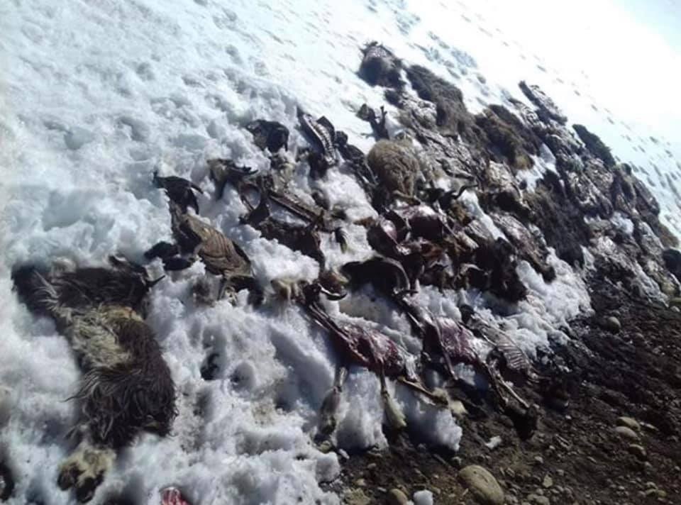 हिमपातका कारण खान नपाएर मुस्ताङमा १४ सय पशु मरे