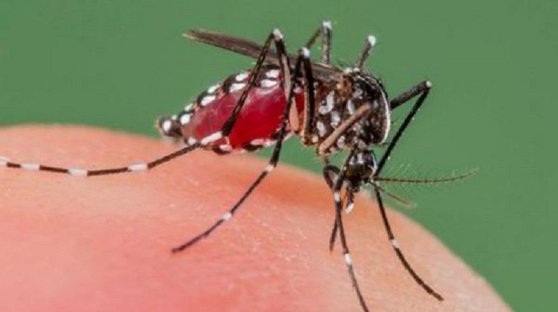 पहाड चढे तराईका लामखुट्टे, पहाडमै देखिन थाल्याे औलो