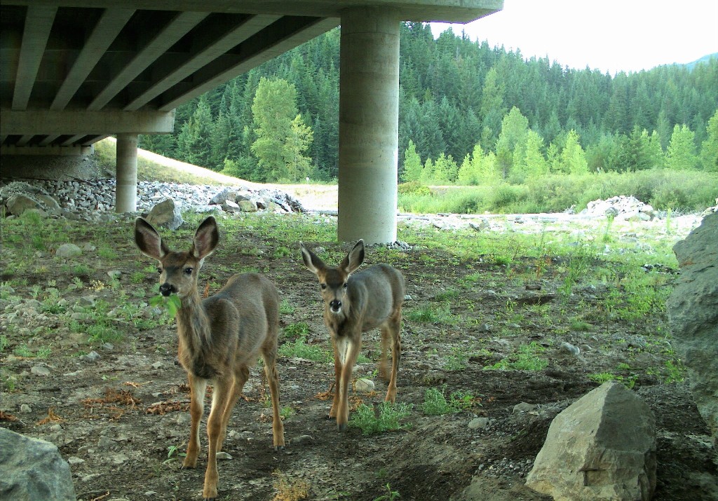 नारायणगढ–बुटवल सडकमा वन्यजन्तु आवतजावत गर्न अण्डर पास बनाइँदै