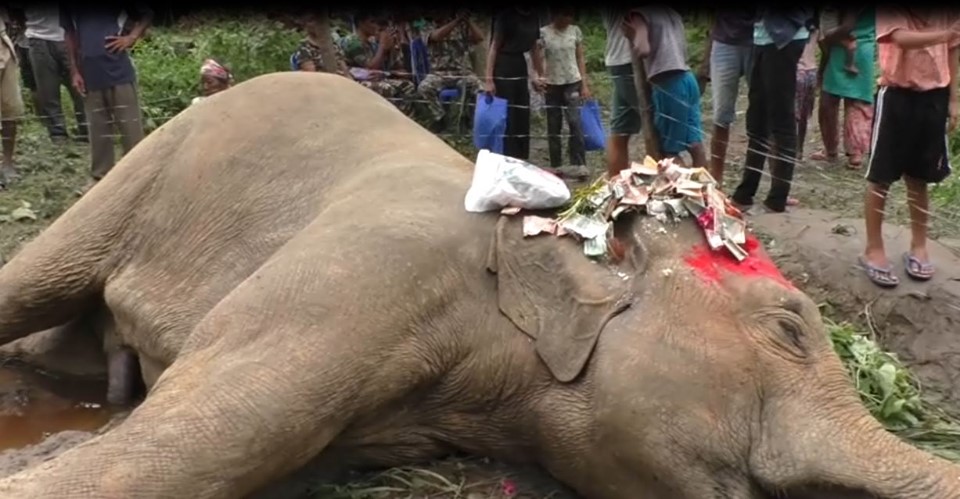 विद्युतीय धरापमा परी झापामा हात्तीको मृत्यु, पूजा गर्नेको भीड