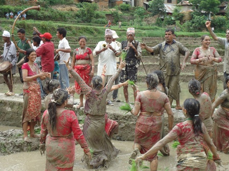 असारे गीतसँगै रैथाने धान पनि लोप हुँदै