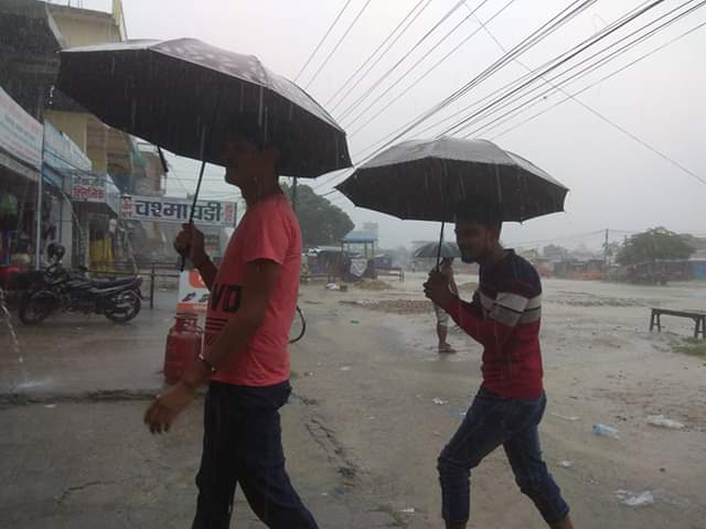 मुसलधारे वर्षामा सिरहाका किसान खेतीमा ब्यस्त