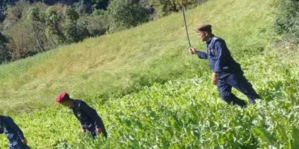 दुई बिघा मकैबारीमा अफिम, प्रहरी गाउँ पस्दा स्थानीय जंगलतिर