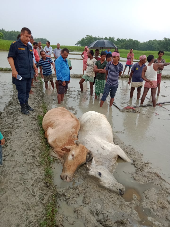 खेत जोत्दै गर्दा चट्याङ्ले लागेर एक जनाकाे मृत्यु, हल गोरु पनि मरे