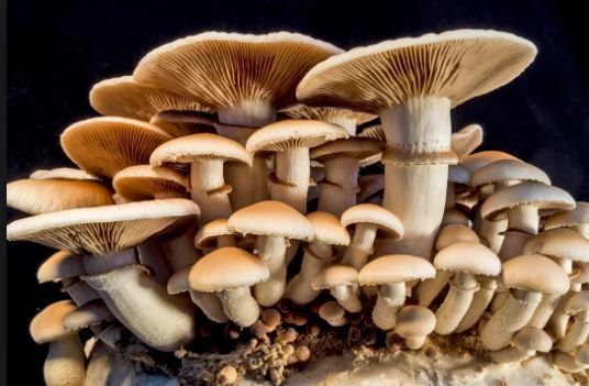 हेलिकोप्टरबाट उद्धार गरिएका सात बर्षीय बालकको पनि मृत्यु