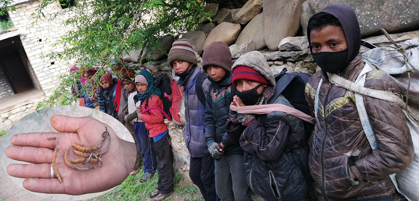 यार्चा : डोल्पामा प्रतिकिलो १६ लाख, तिब्बतमा २६ लाख