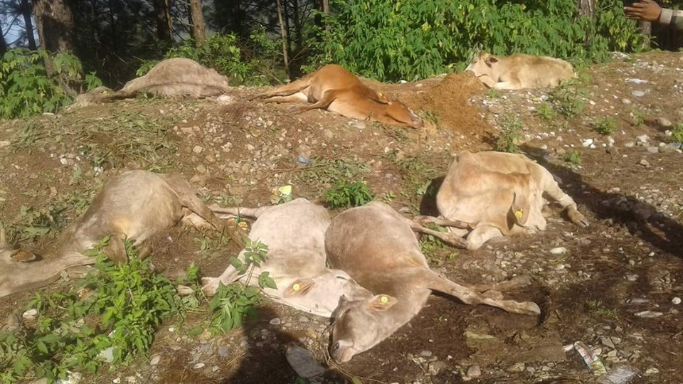 झन्डै तीन सय गाई भीरबाट खसालिए, २२ मृत फेला अन्य घाइते