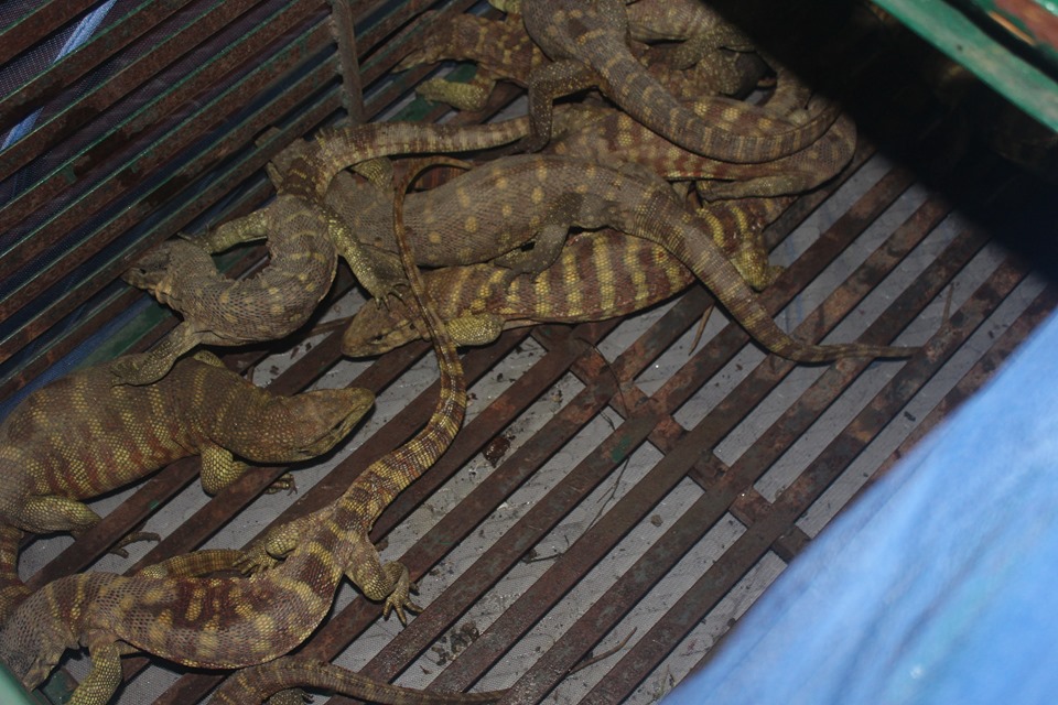 मोरङबाट १२ वटा संरक्षित जीव सुन गोहोरो बरामद