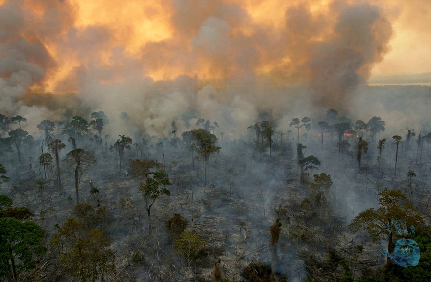 अमेजन रेनफरेष्टमा आगलागी, ग्लोबल वार्मिङको खतरा