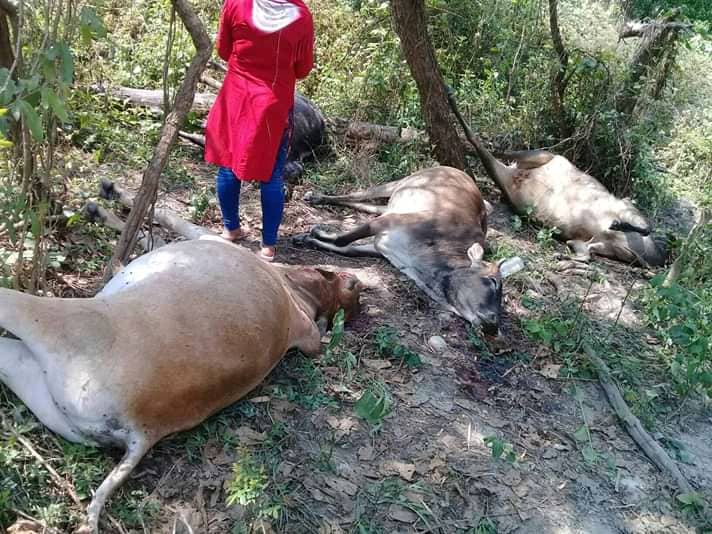 कोशीटप्पुमा ठूलो संख्यामा गाई गोरु मृत फेला