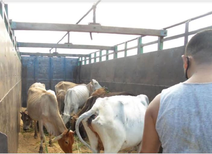 सुर्खेतमा छोडिएका गाई फिर्ता ल्याइयो