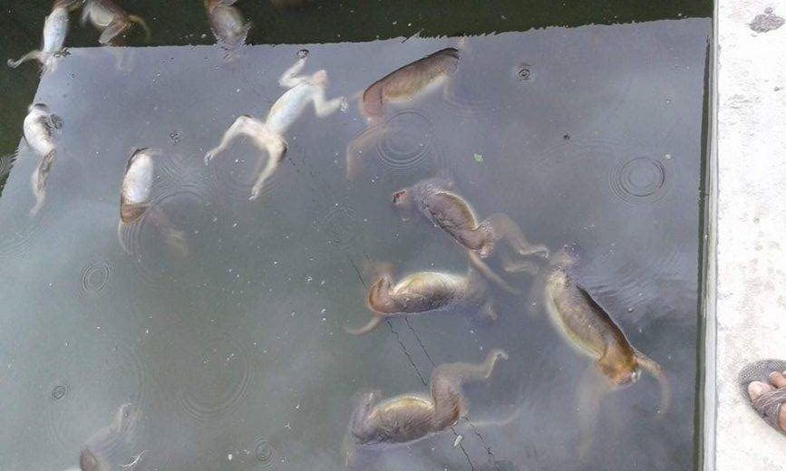 पोखरीमा हाम फालेर १६ बाँदर मरे