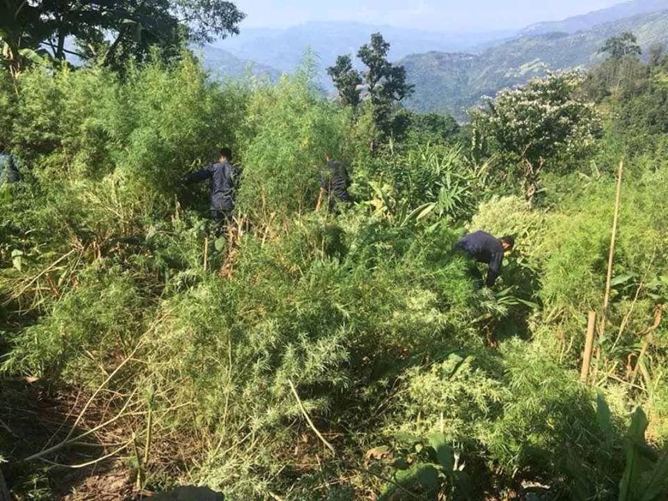 धनकुटामा गाँजा फडानी