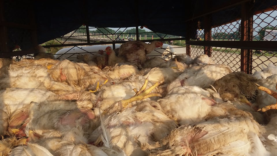 मोरङमा ५ सय बढी अवैध कुखुरा नष्ट